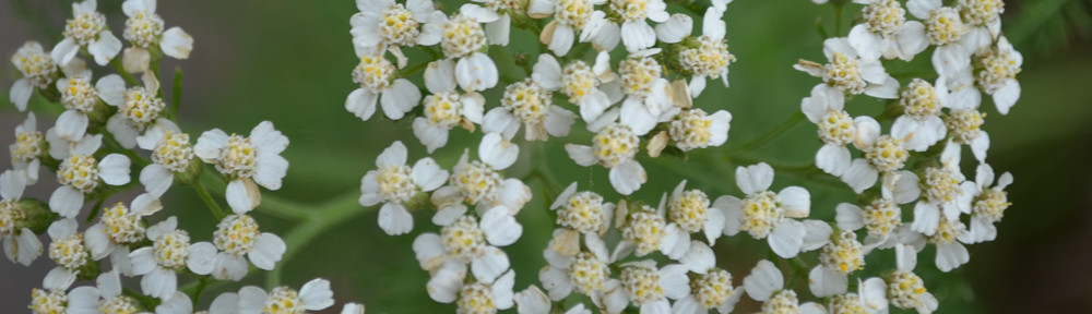 Alabama Herb Society