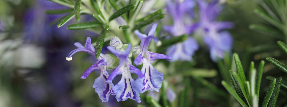 Alabama Herb Society